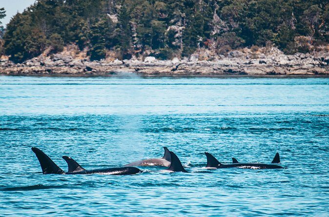 Half-Day Guided Sea Kayaking Adventure in Telegraph Cove - Authentic Experiences and Traveler Insights