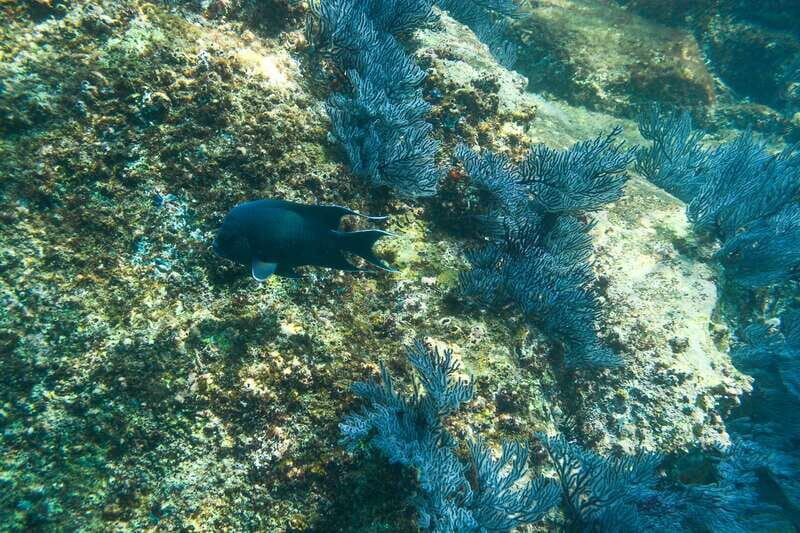 Half Day Guided Snorkel Tour in Los Cabos - A Deeper Look at the Itinerary and Experience
