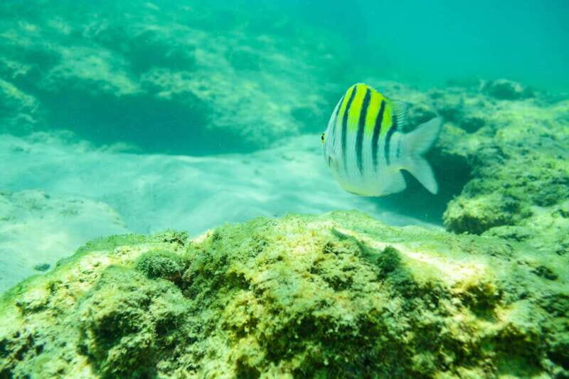 Half Day Guided Snorkel Tour in Los Cabos - FAQ