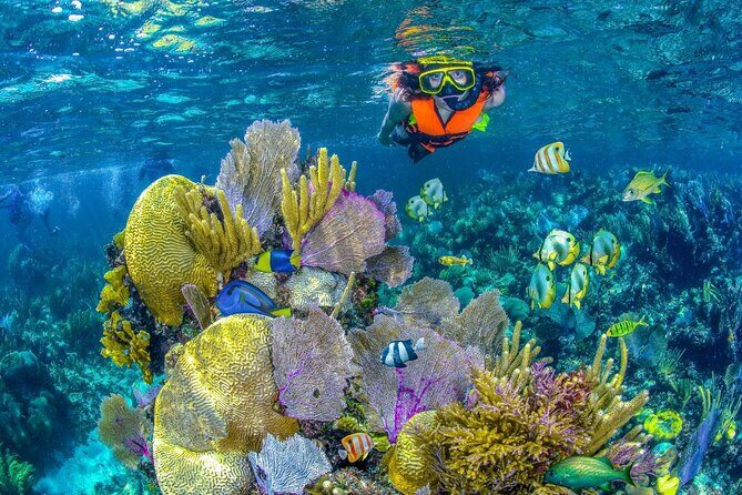 Half Day Guided Snorkeling Adventure Tour from Cancun - An In-Depth Look at the Experience