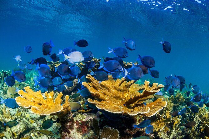Half Day Guided Snorkeling Adventure Tour from Cancun - The Sum Up