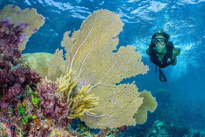 Half Day Guided Snorkeling Adventure Tour from Cancun - Frequently Asked Questions