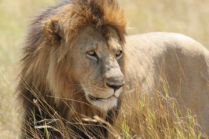 Half Day Guided Tour in Nairobi National Park With 4*4 Vehicle - The Value for Money