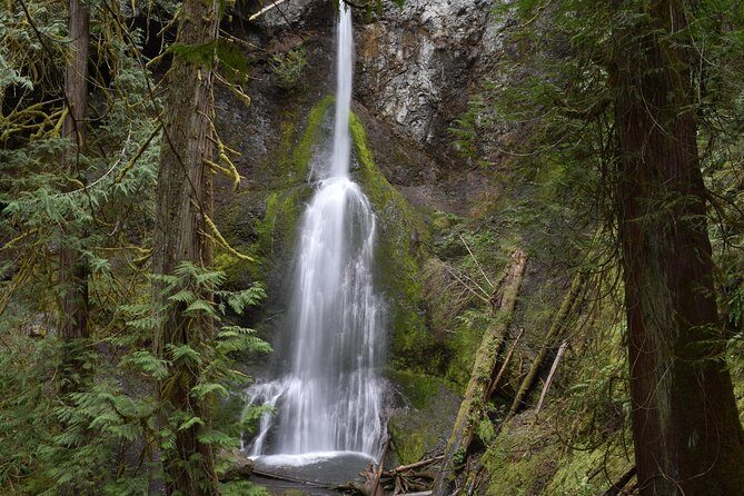 Half Day Guided Tour of Olympic National Park - Key Points