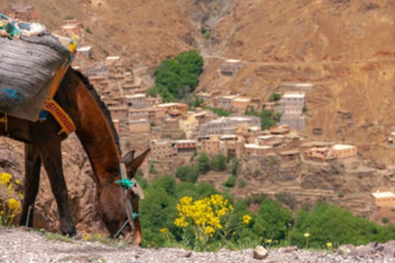 Half Day Guided Trek departure from Imlil - The Sum Up