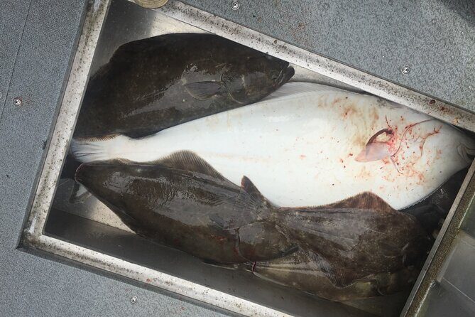 Half Day Halibut Fishing - The Value of This Fishing Experience