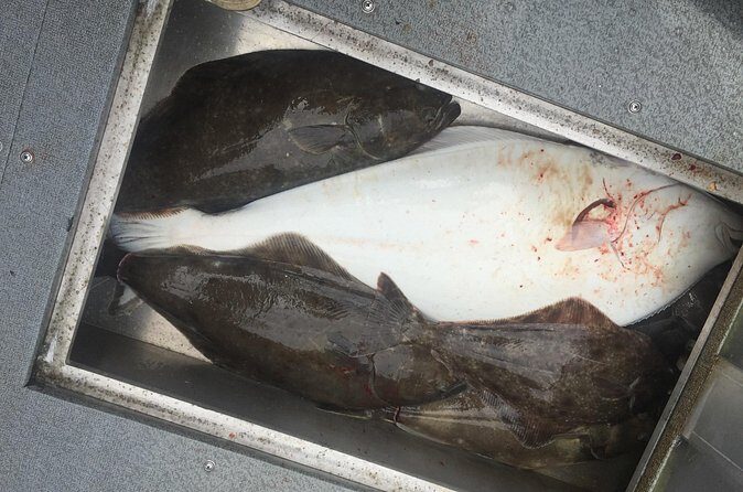 Half Day Halibut Fishing - Final Thoughts