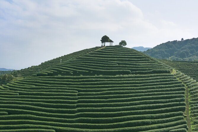 Half-Day Hangzhou Jiuxi Stream and Tea Plantation Experience - Overall Value and Practicalities