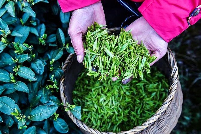Half-Day Hangzhou Private Tour with Green Tea Village and Lingyin Temple - Exploring the Itinerary: An In-Depth Look