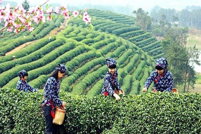 Half-Day Hangzhou Private Tour with Green Tea Village and Lingyin Temple - The Experience We’d Expect to Have