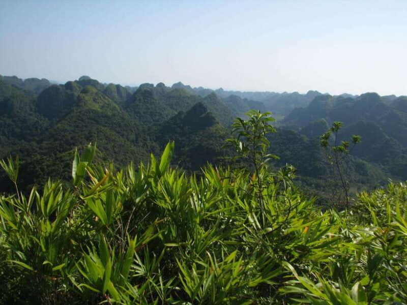 Half Day Hiking to Cat Ba National Park with a Guide - Why This Tour Delivers Value