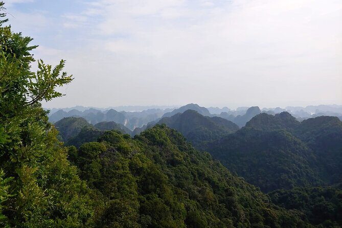 Half Day Hiking to Discover Cat Ba National Park with a Guide - A Detailed Look at the Tour Experience