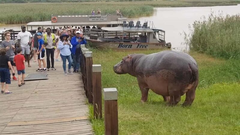 Half Day Hippo Boat Safari Isimangaliso Wetlands from Durban - Key Points
