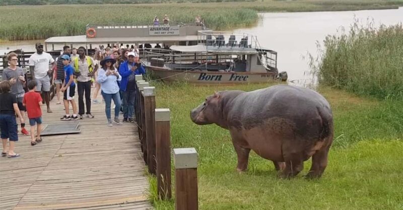 Half Day Hippo Boat Safari Isimangaliso Wetlands from Durban - The Journey to iSimangaliso Wetlands Park