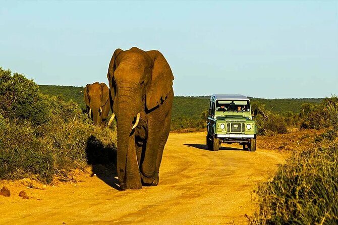 Half Day Hluhluwe Imfolozi Game Reserve from Richards Bay - An Honest Look at the Half Day Hluhluwe Imfolozi Game Reserve from Richards Bay