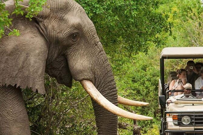 Half Day Hluhluwe Imfolozi Game Reserve from Richards Bay - Logistics and Practicalities