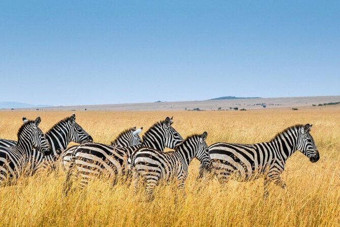 Half Day Hluhluwe Imfolozi Game Reserve from Richards Bay - Who Will Love This Experience?