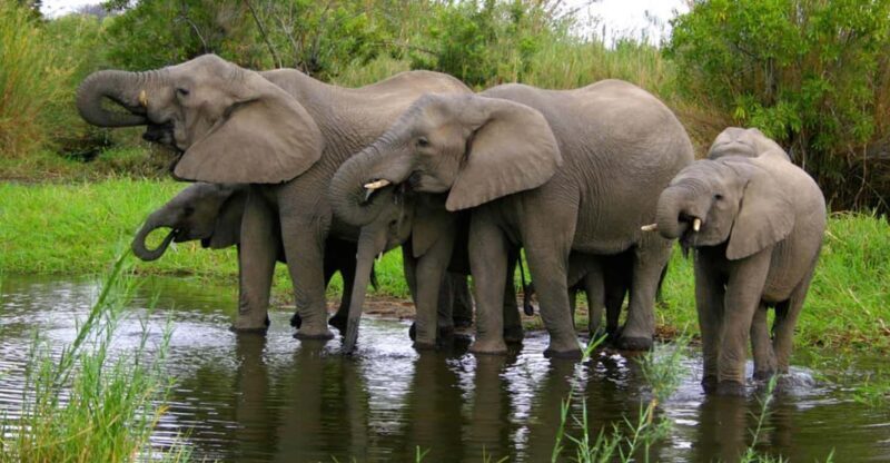 Half Day Hluhluwe Imfolozi Game Reserve from Richards Bay - Introduction: Why this Tour Is Worth Considering