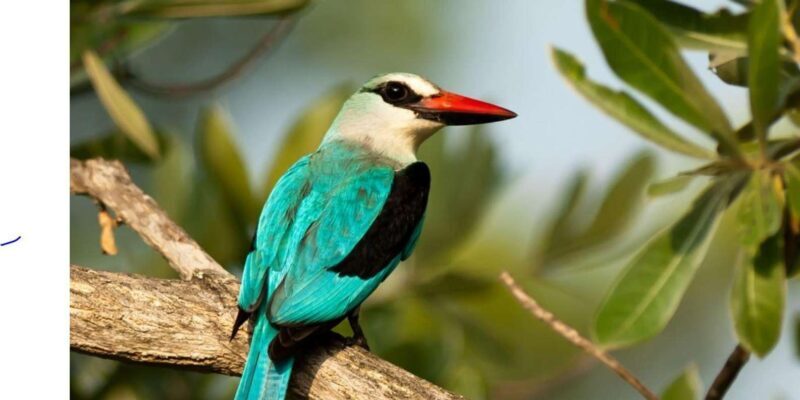 Half Day Hluhluwe Imfolozi Game Reserve from Richards Bay - Final Thoughts: Is This Tour Right for You?