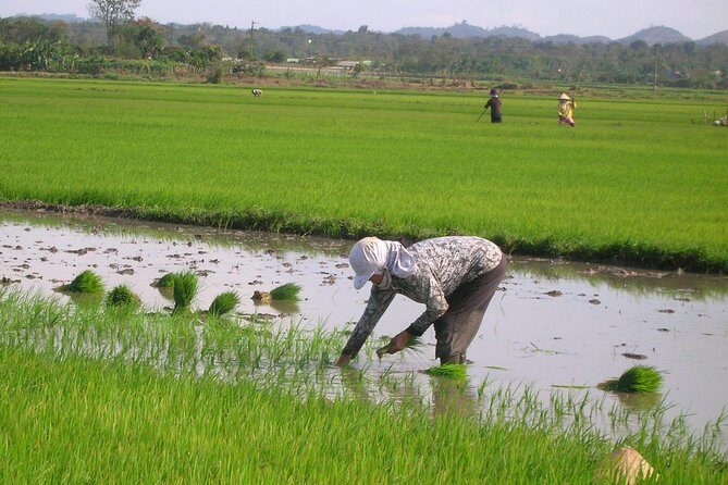 Half-Day Hoi An Countryside and Villages Tour by Bike - A Closer Look at the Itinerary
