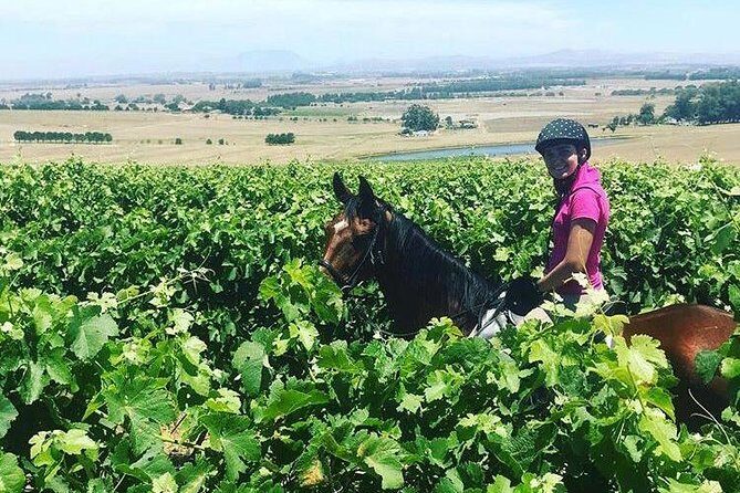Half Day Horseback Wine Tour - Is This Tour Worth the Price?