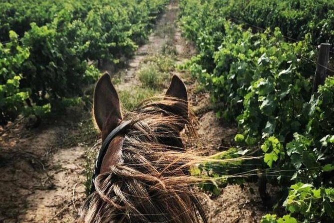 Half Day Horseback Wine Tour - The Sum Up