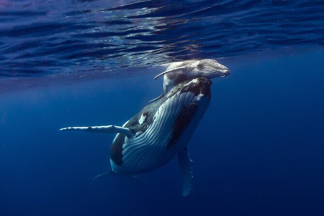 Half-Day Humpback Whales Encounter in Moorea - The Experience in Detail