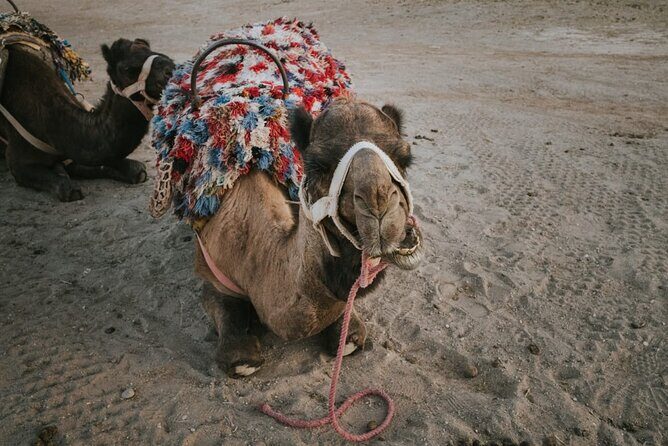 Half day in Agafay desert with Camel ride, Quad biking and dinner nomad tent - Key Points