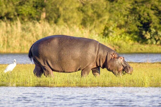 Half Day iSimangaliso Boat Safari Tour To Richards Bay - Key Points