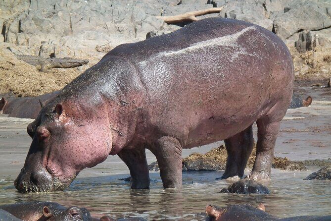Half Day Isimangaliso Wetlands Park Boat Tour from Richards Bay - Why Travelers Rave About This Tour
