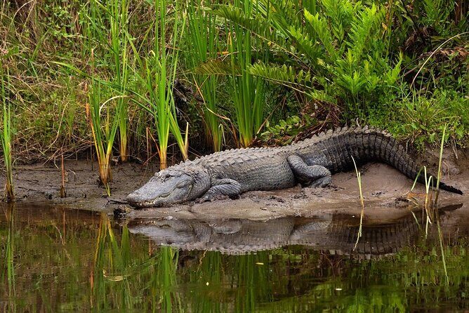 Half Day Isimangaliso Wetlands Park Boat Tour from Richards Bay - To Wrap It Up