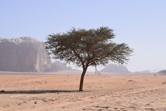 Half day Jeep and camel tour No stay - Who Should Consider This Tour?