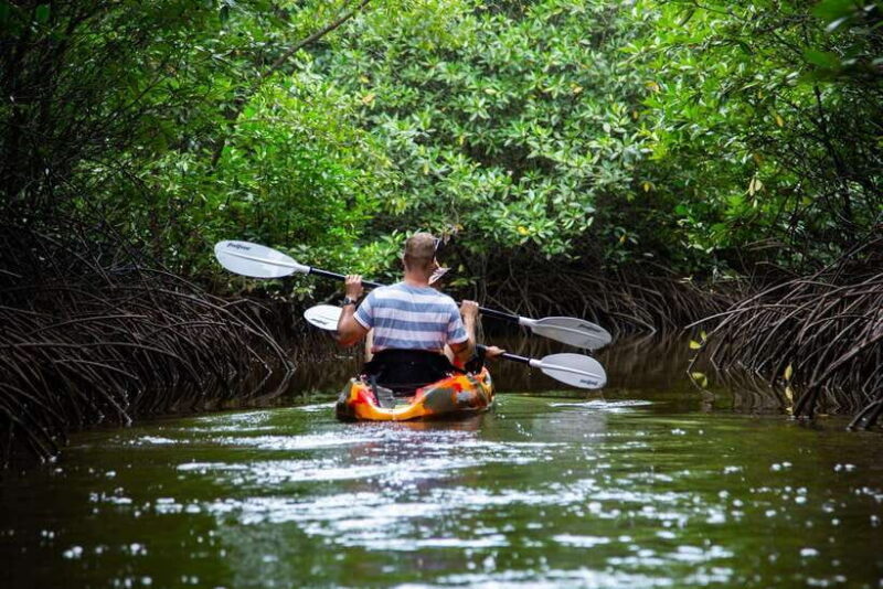 Half Day Kayak Guided Tour to the Green Mangroves Forest - FAQ