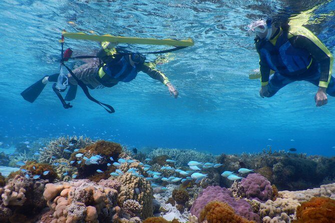 Half-day kayak tour on the Kerama Islands and Zamami Island - The Sum Up: Who Will Love This Tour?