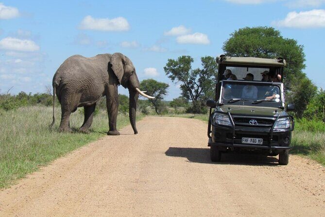 Half Day Kruger Open Vehicle Safari from Marloth Park - The Experience: A Step-by-Step Breakdown