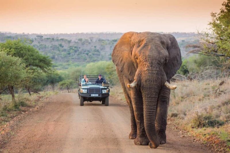 Half-Day Kruger Park Safari | Pickup & Drop-off Marloth Park - A Practical Guide to Your Kruger Safari Adventure