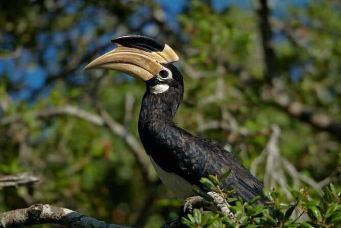 Half-Day Kumana National Park Private Safari with Pickup - A Close Look at the Safari Experience