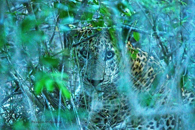 Half-Day Kumana National Park Private Safari with Pickup - Wildlife Encounters