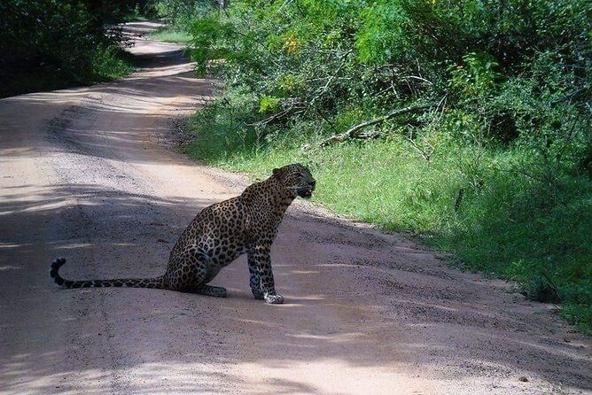 Half-Day Kumana National Park Private Safari with Pickup - Cost and Value