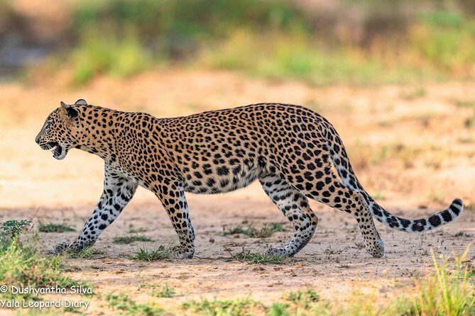 Half-Day Kumana National Park Private Safari with Pickup - The Experience in Action: What You Can Expect