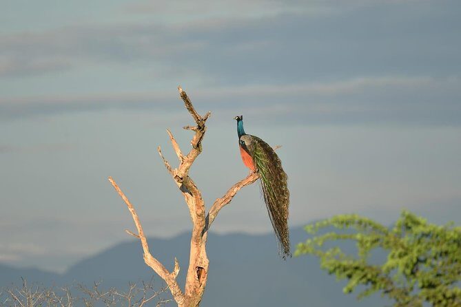 Half-Day Kumana National Park Private Safari with Pickup - The Departure