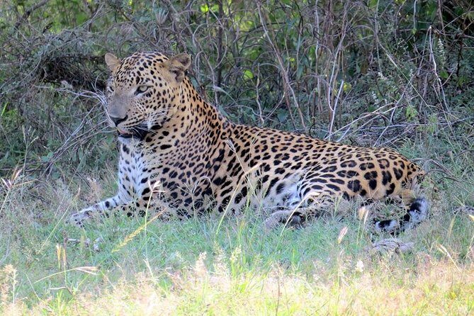 Half-Day Kumana National Park Private Safari with Pickup - Inside Kumana National Park