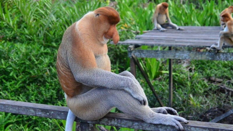 Half Day Labuk Bay Proboscis Monkey Sanctuary | Sandakan - An In-Depth Look at the Labuk Bay Proboscis Monkey Sanctuary Tour
