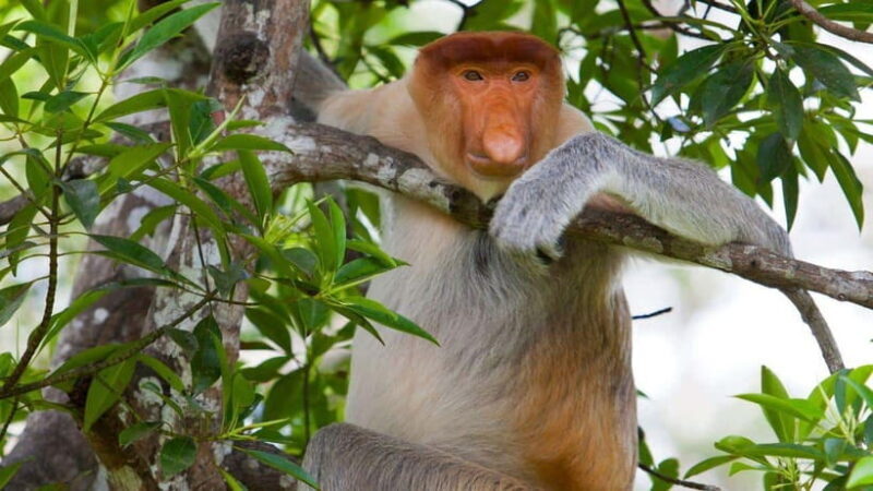 Half Day Labuk Bay Proboscis Monkey Sanctuary | Sandakan - Analyzing the Cost and Value