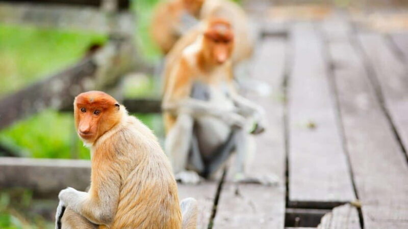 Half Day Labuk Bay Proboscis Monkey Sanctuary | Sandakan - Final Thoughts