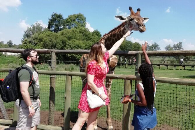 Half-Day Lion and Safari Park Tour - Key Points