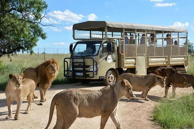 Half Day Lion and Safari Park Tour - Exploring the Half Day Lion and Safari Park Tour: A Genuine Look