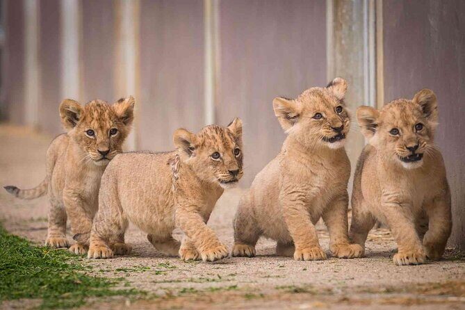 Half Day Lion and Safari Park Tour - Who Would Love This Tour?