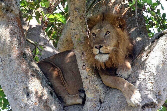 Half Day Lion and Safari Park Tour - Final Thoughts
