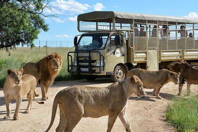 Half Day Lion Park tour from Johannesburg or Pretoria - Key Points